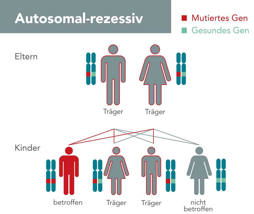 Grafik Autosomal Rezessiv
