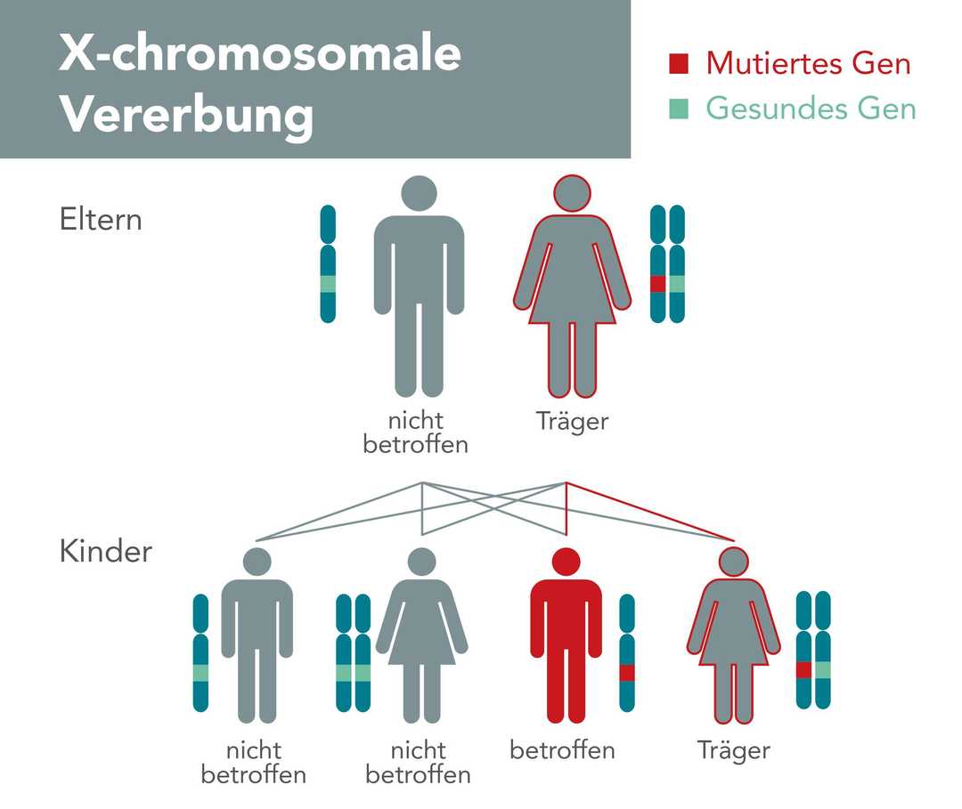 X-chromosomale Vererbung