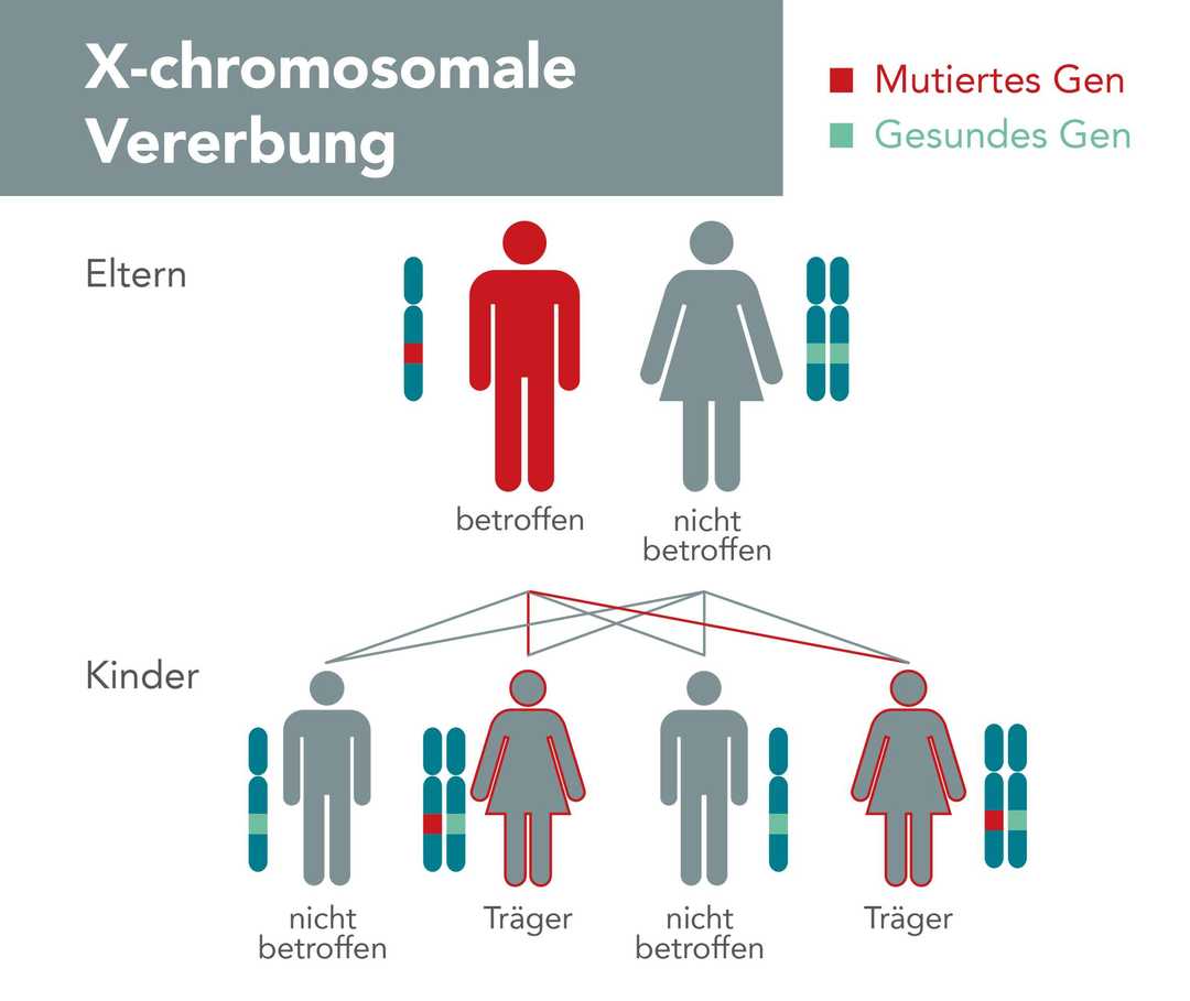 X-chromosomale Vererbung